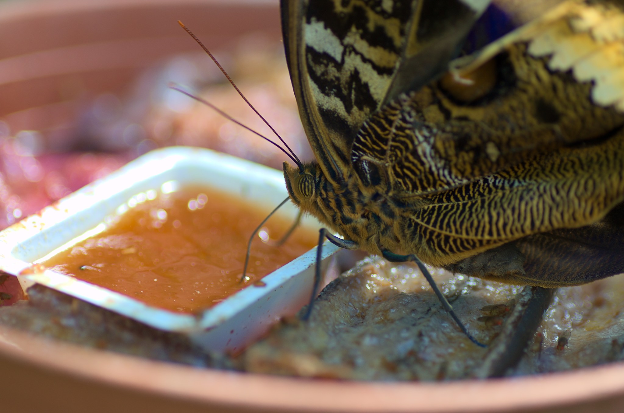 Primer plano de una mariposa alimentándose